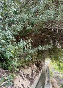 Algarrobos junto a acequia