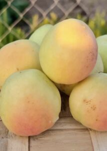 Albaricoques moniquises