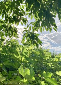 La belleza de nuestras especies cultivadas