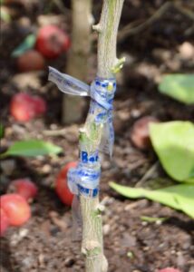 Injerto sobre naranjo pepitero o agrio