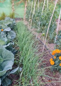 Biodiversidad en el huerto