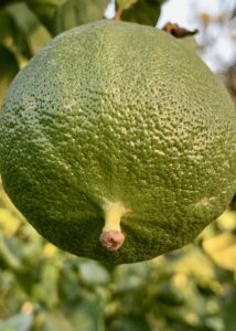 Limón de bergamoto