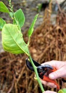 Preparando yemas de rama para injertar