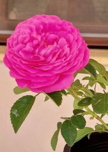 Rosa de mil hojas (Rosa de Damasco)