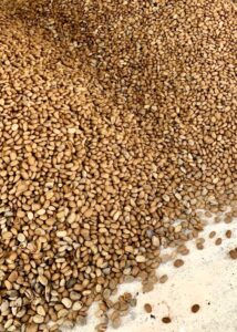 Secadero de almendras