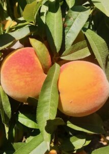 Melocotones marujas